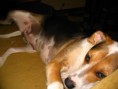 /album/stella/a2009-2-391-jpg/
